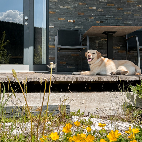 Ein Golden retriever auf der Holzterrasse im Schatten der Terrassenmöbel