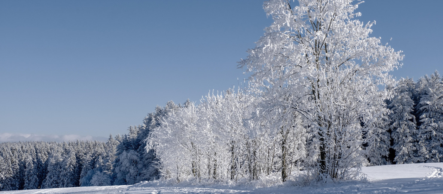 Vereiste Winterlandschaft