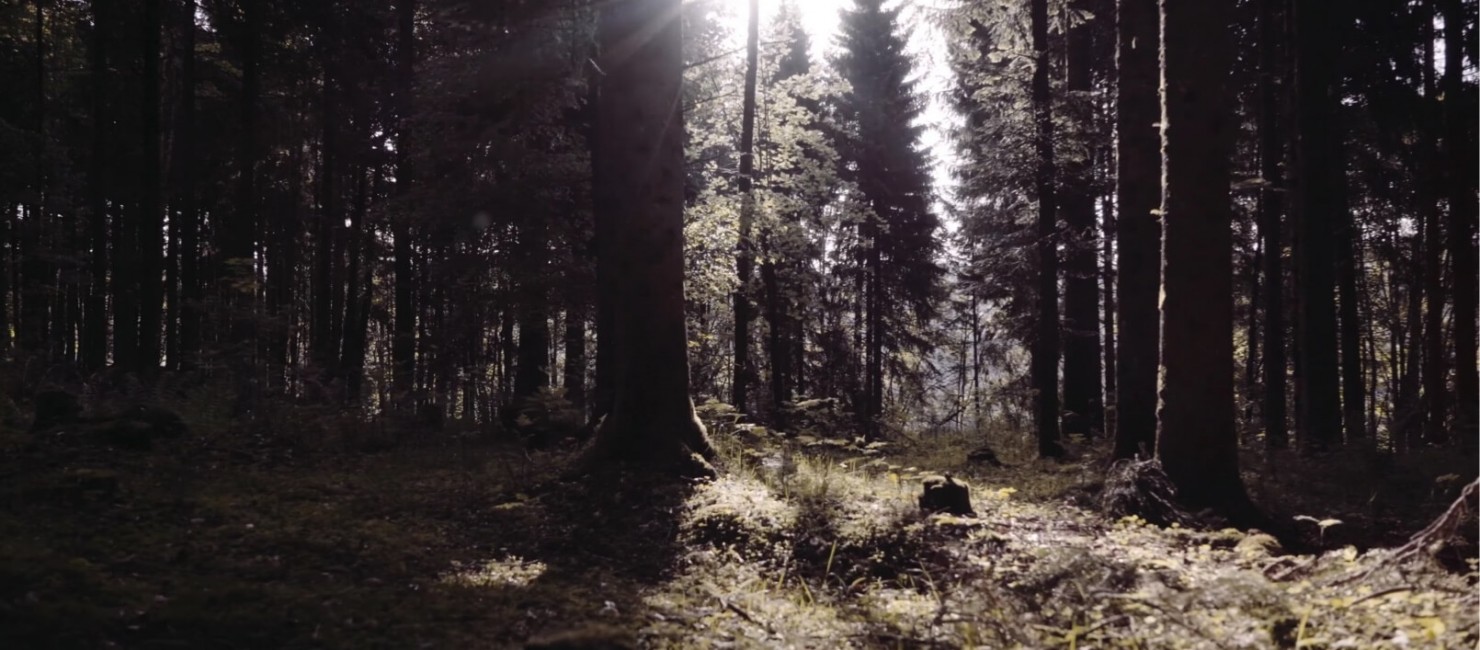 Dichter Nadelwald mit Sonnenlicht, welches durch die Baumkronen scheint.