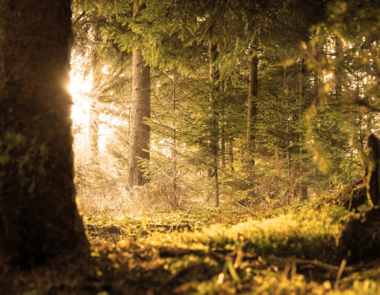 Licht fällt durch dicht stehende Bäume im Schwarzwald