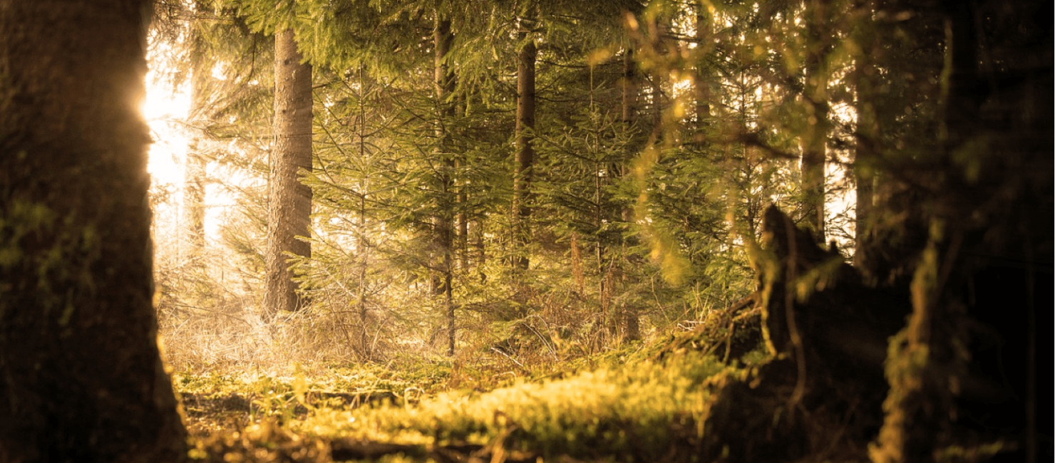 Helles Sonnenlicht scheint durch dicht stehende Bäume