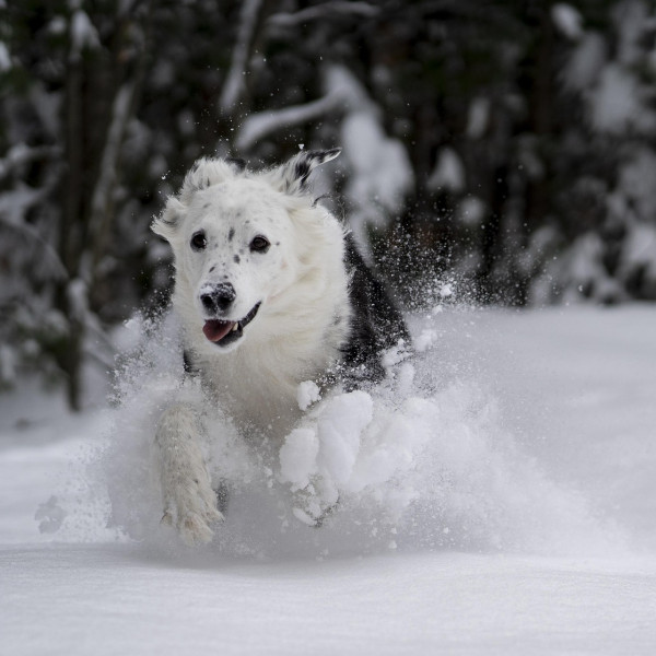 Ein Hund springt durch den Schnee